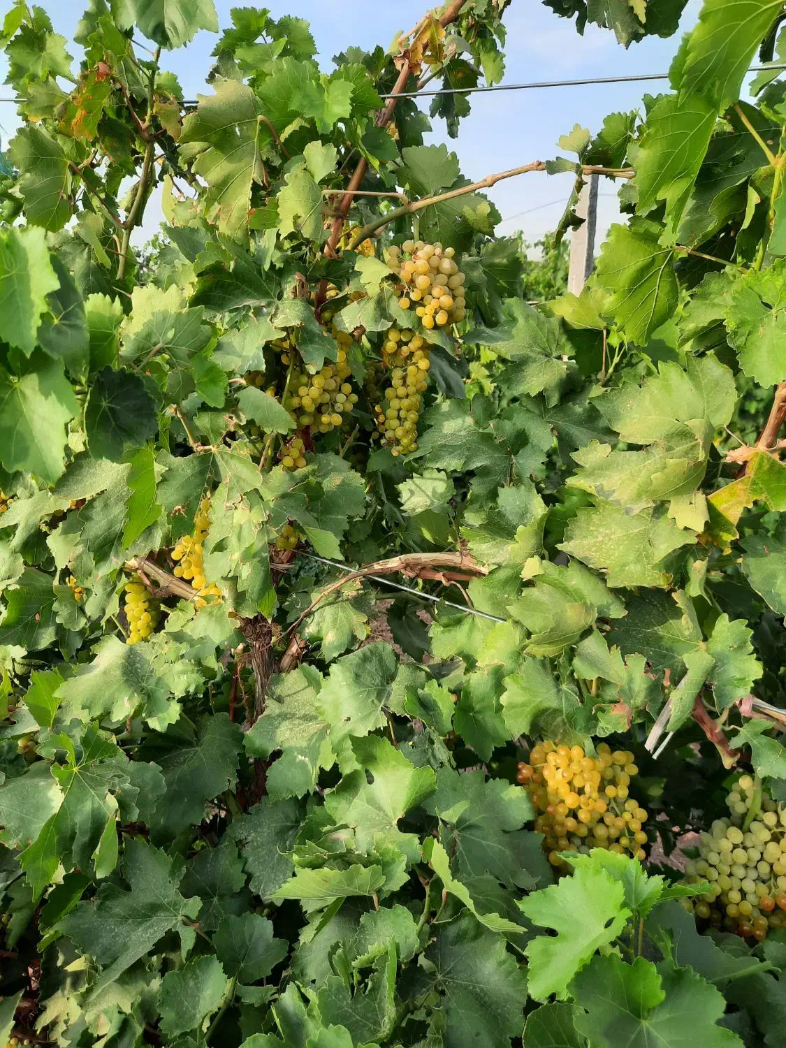 باغ ویلا تاکستان شهرک اک|فروش خانه و ویلا|اسفرورین, |دیوار