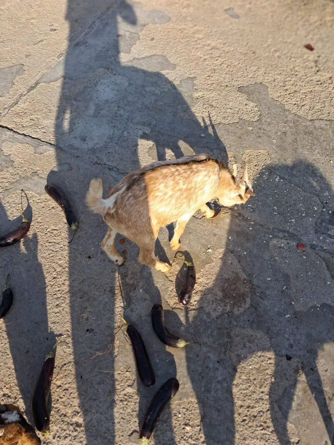 کهره نرذات نقشی دوکهره|حیوانات مزرعه|بندرعباس, |دیوار