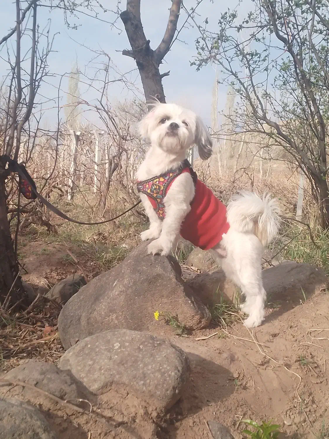 سگ شیتزو|سگ|فردیس, سرحد آباد|دیوار