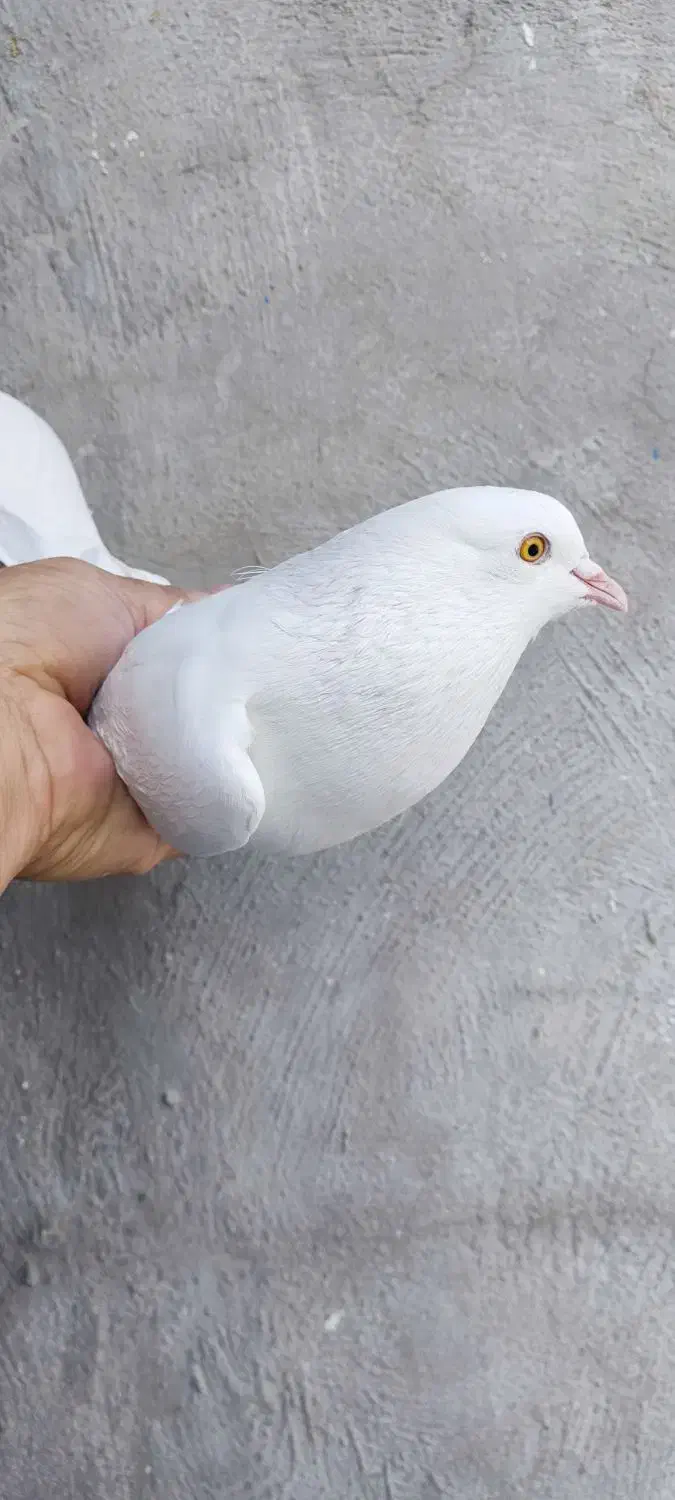 کبوتر پاکستانی پتی واله|پرنده|کهریزک, |دیوار