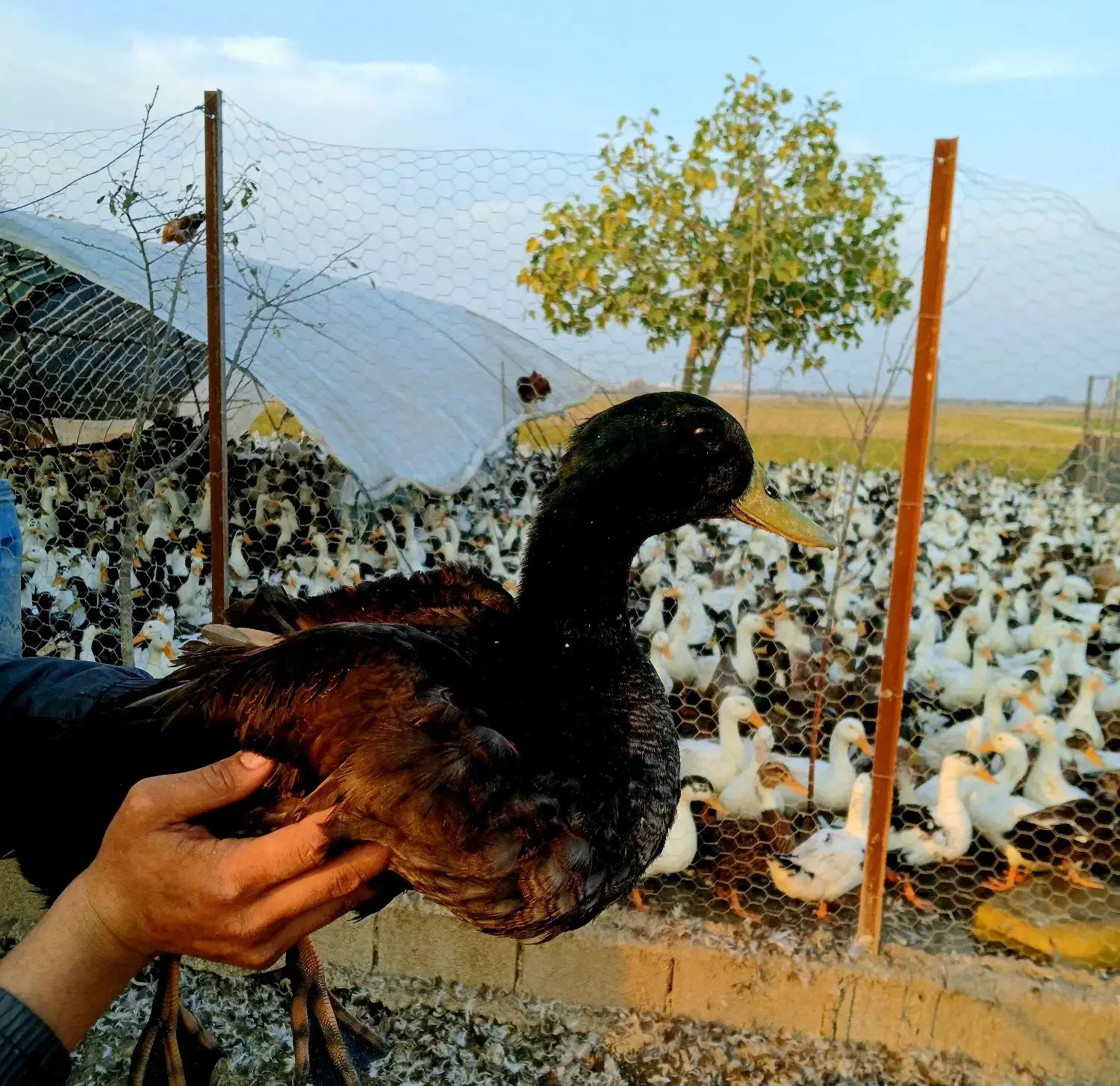 فروش اردک با تغذیه در شالیزار|حیوانات مزرعه|بهنمیر, |دیوار