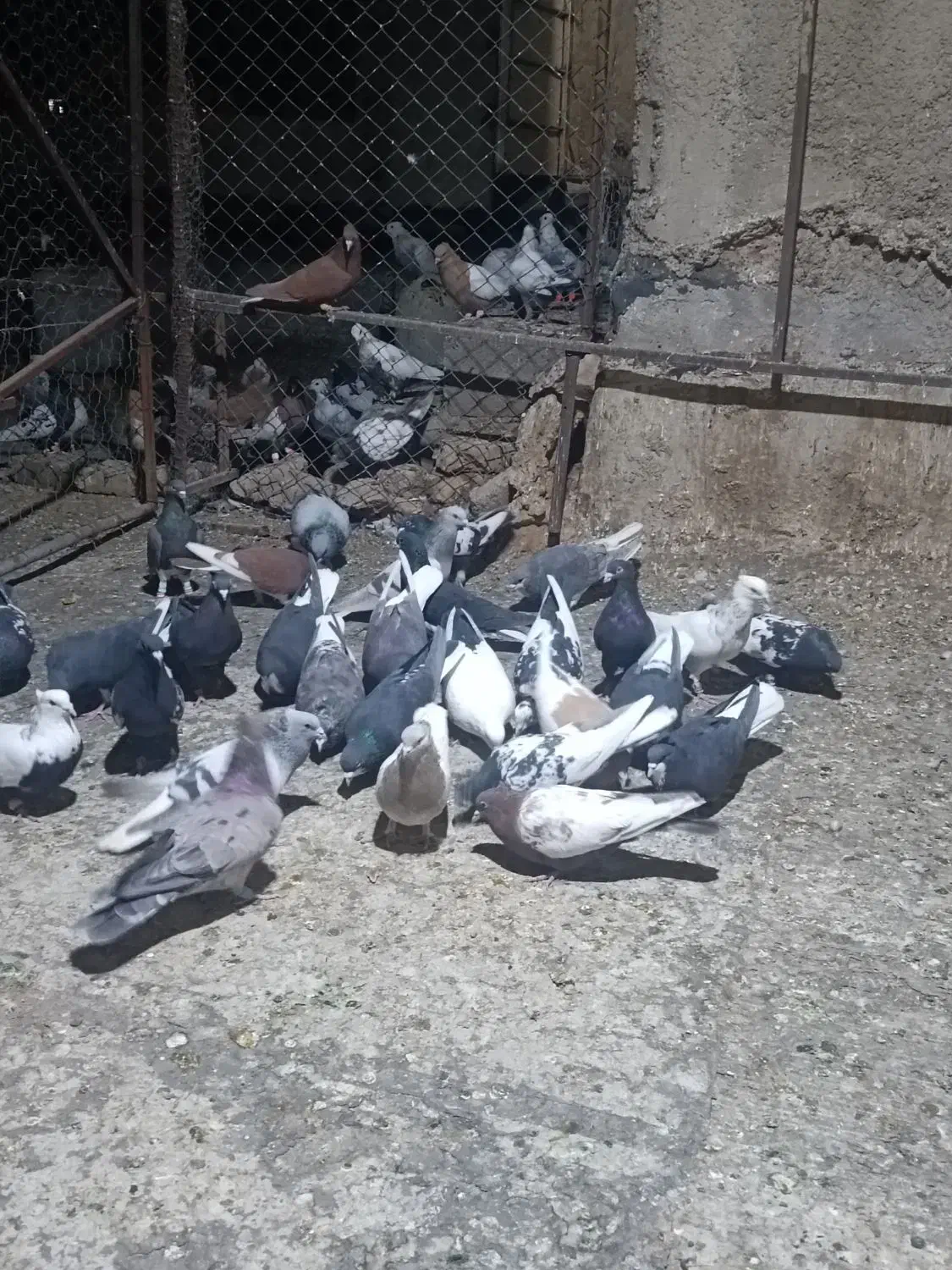 باسلام خدمت دوستان 30کفتر جفتی 700|پرنده|شیراز, وزیرآباد|دیوار