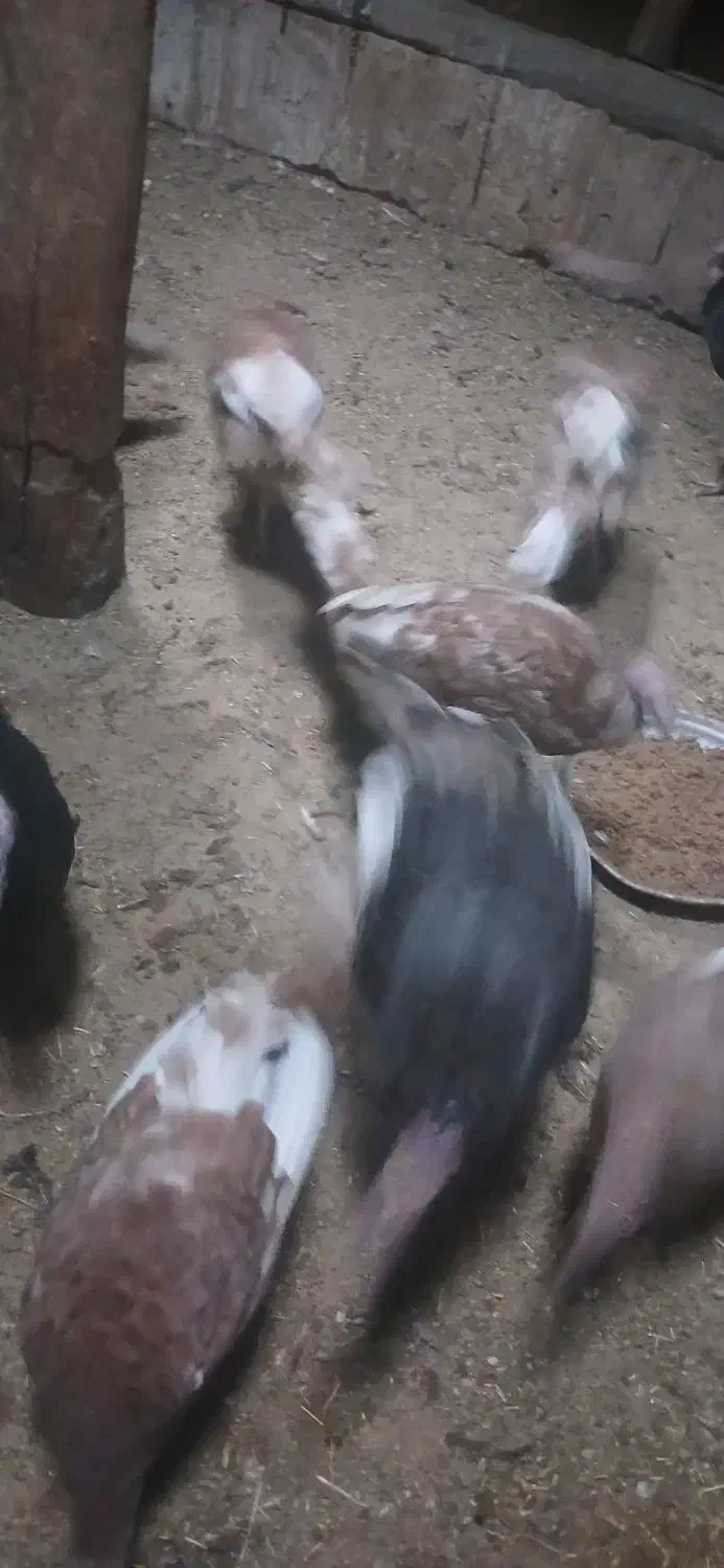 بیست بوقلمون با جوجه|حیوانات مزرعه|سقز, |دیوار