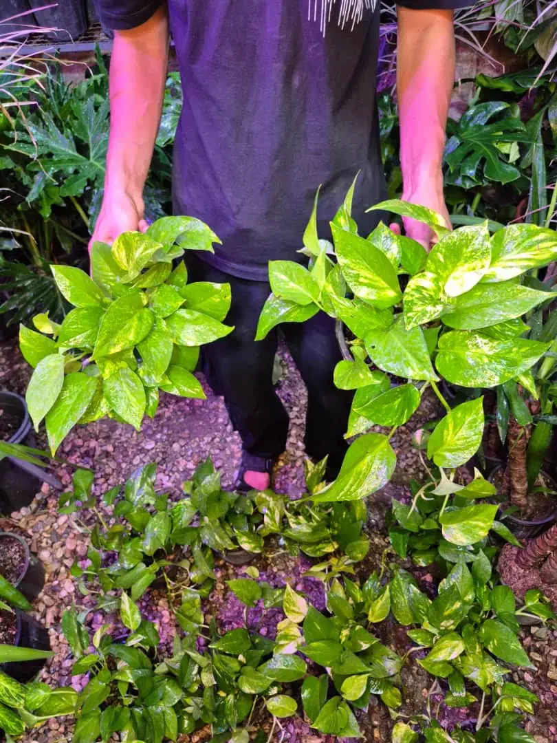 پتوس ابلق و سبز|گل و گیاه طبیعی|اهواز, پادادشهر|دیوار