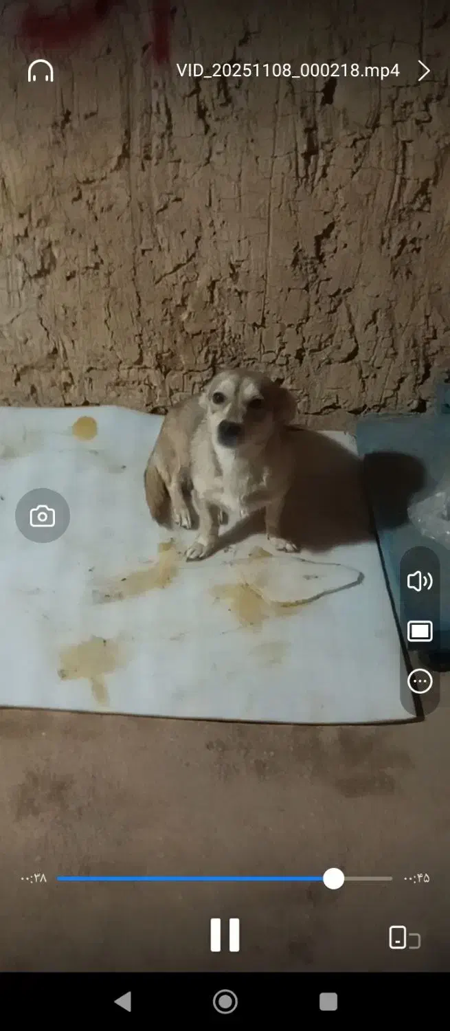 سگ خانگی فروشی خوشگل و حرف گوش کن|سگ|یاسوج, |دیوار