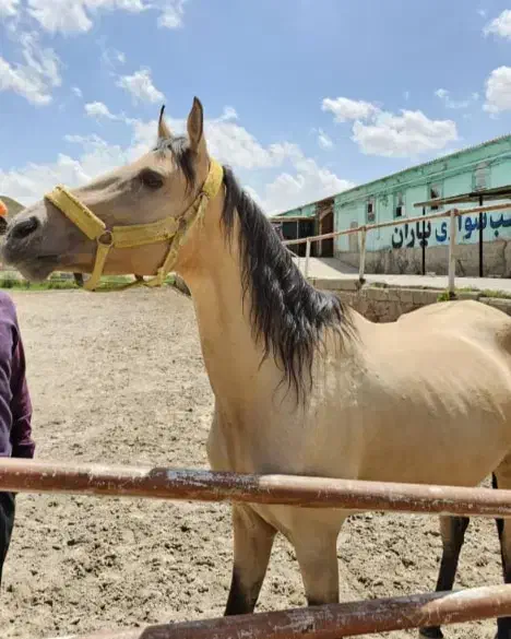 فروش اسب ترکمن مادیان فروش چک معتبر|اسب و تجهیزات اسبسواری|کرج, شهرک الهیه|دیوار