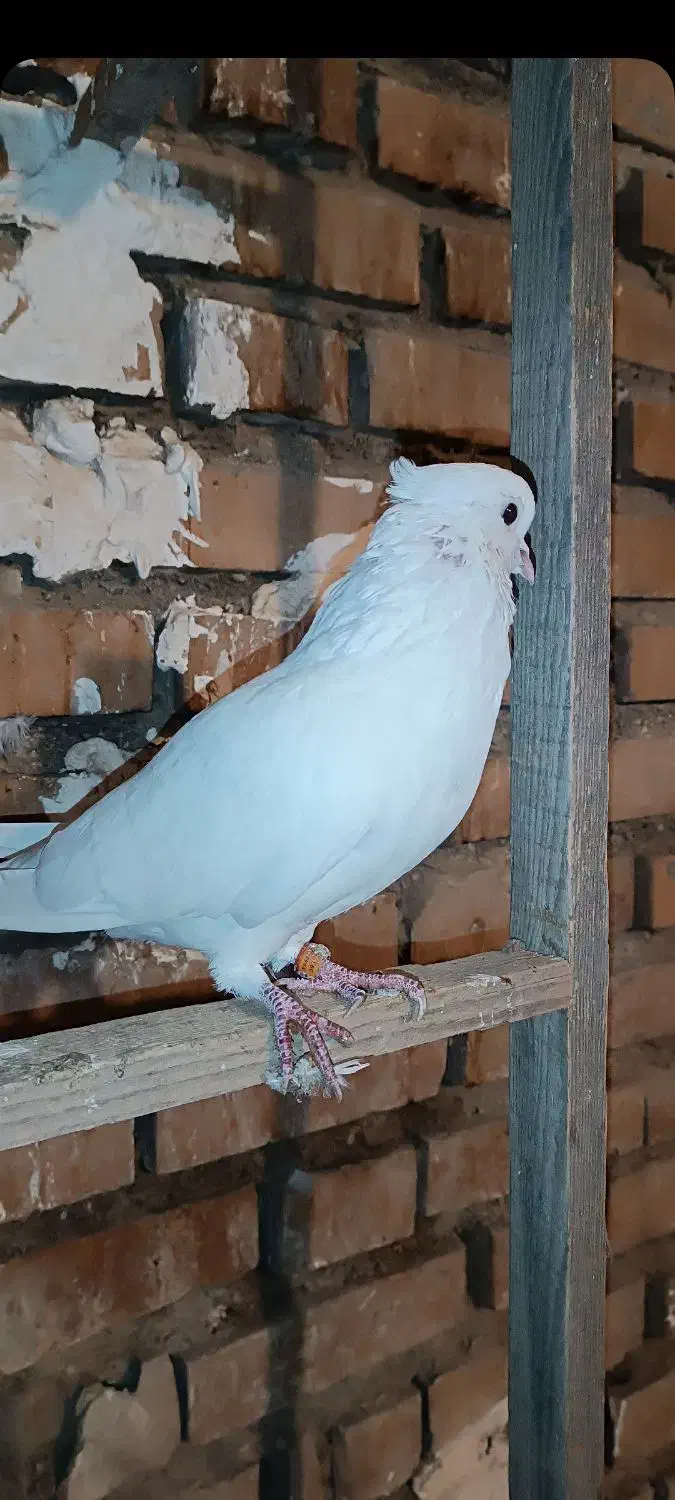 کبوتر پرشی|پرنده|آق قلا, |دیوار