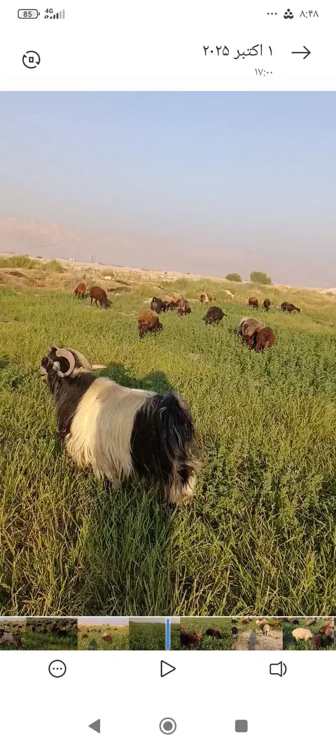 پازن گمشده|حیوانات مزرعه|بهبهان, |دیوار