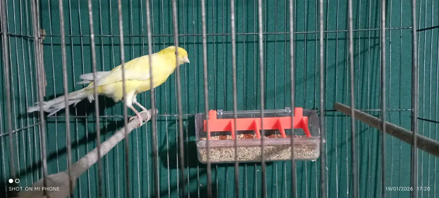 قناری نر|پرنده|نسیم‌شهر, |دیوار