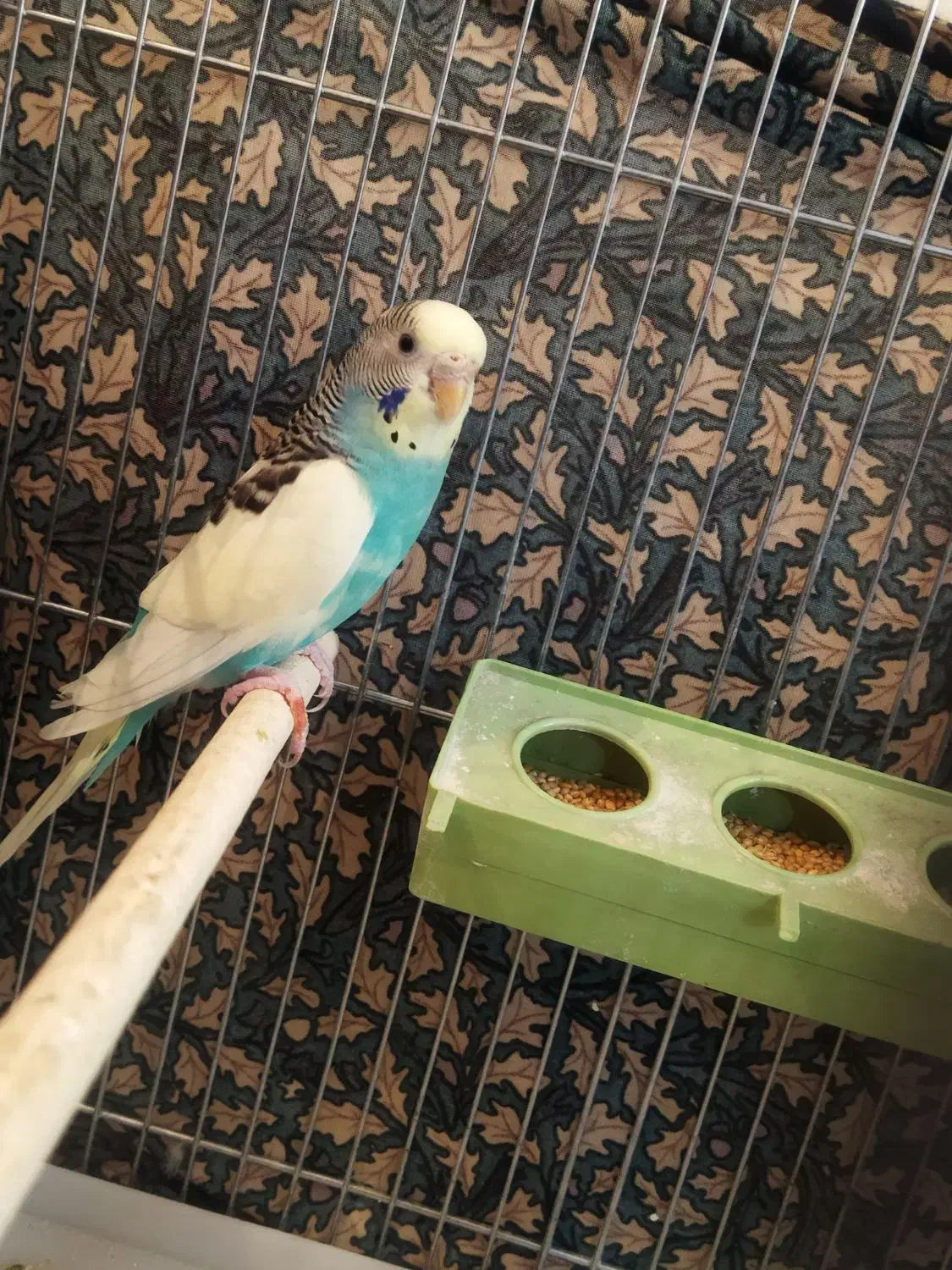 مرغ عشق|پرنده|بیجار, |دیوار