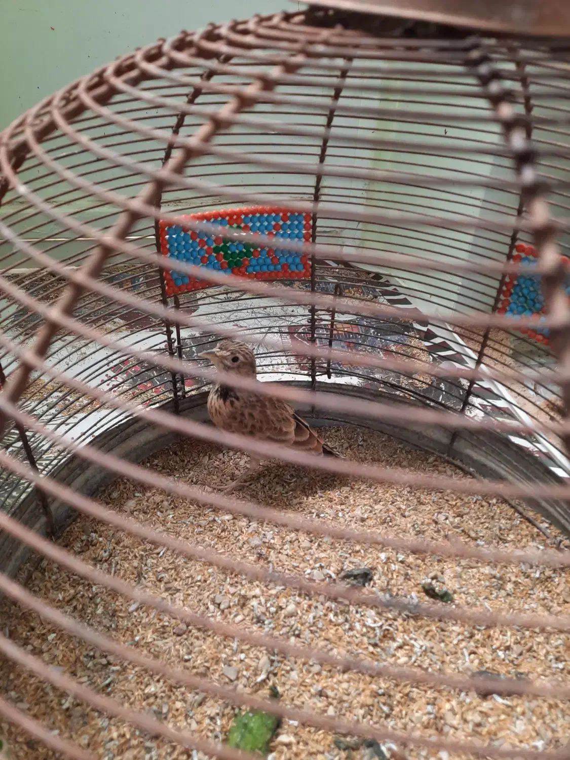 فروش|پرنده|خورموج, |دیوار