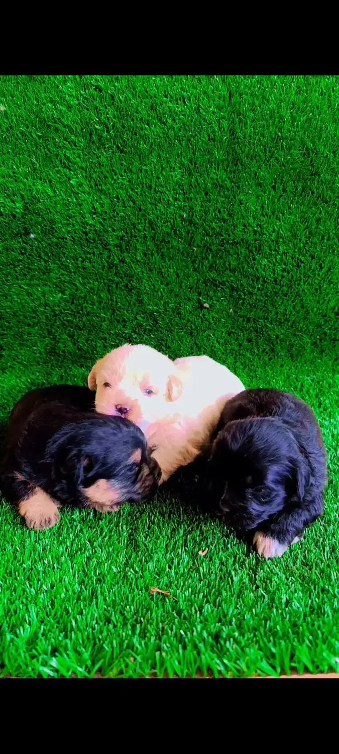 واگذاری شیتزو سوپر تریر مینیاتوری وارداتی|سگ|تبریز, |دیوار