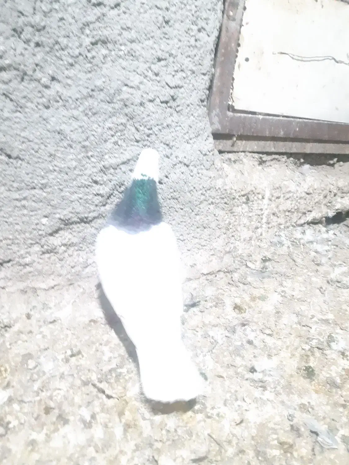 طوقی|حیوانات|همدان, |دیوار