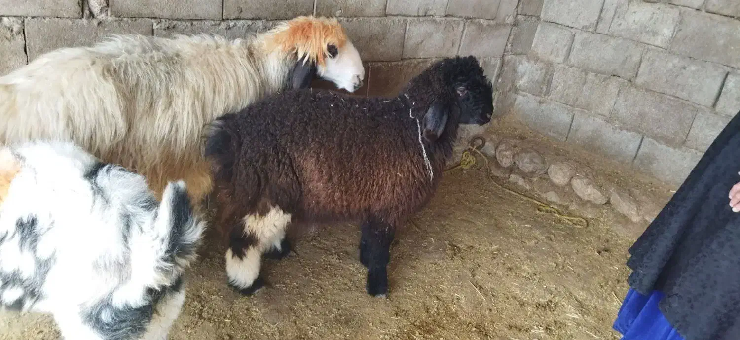 بره|حیوانات مزرعه|گتوند, |دیوار