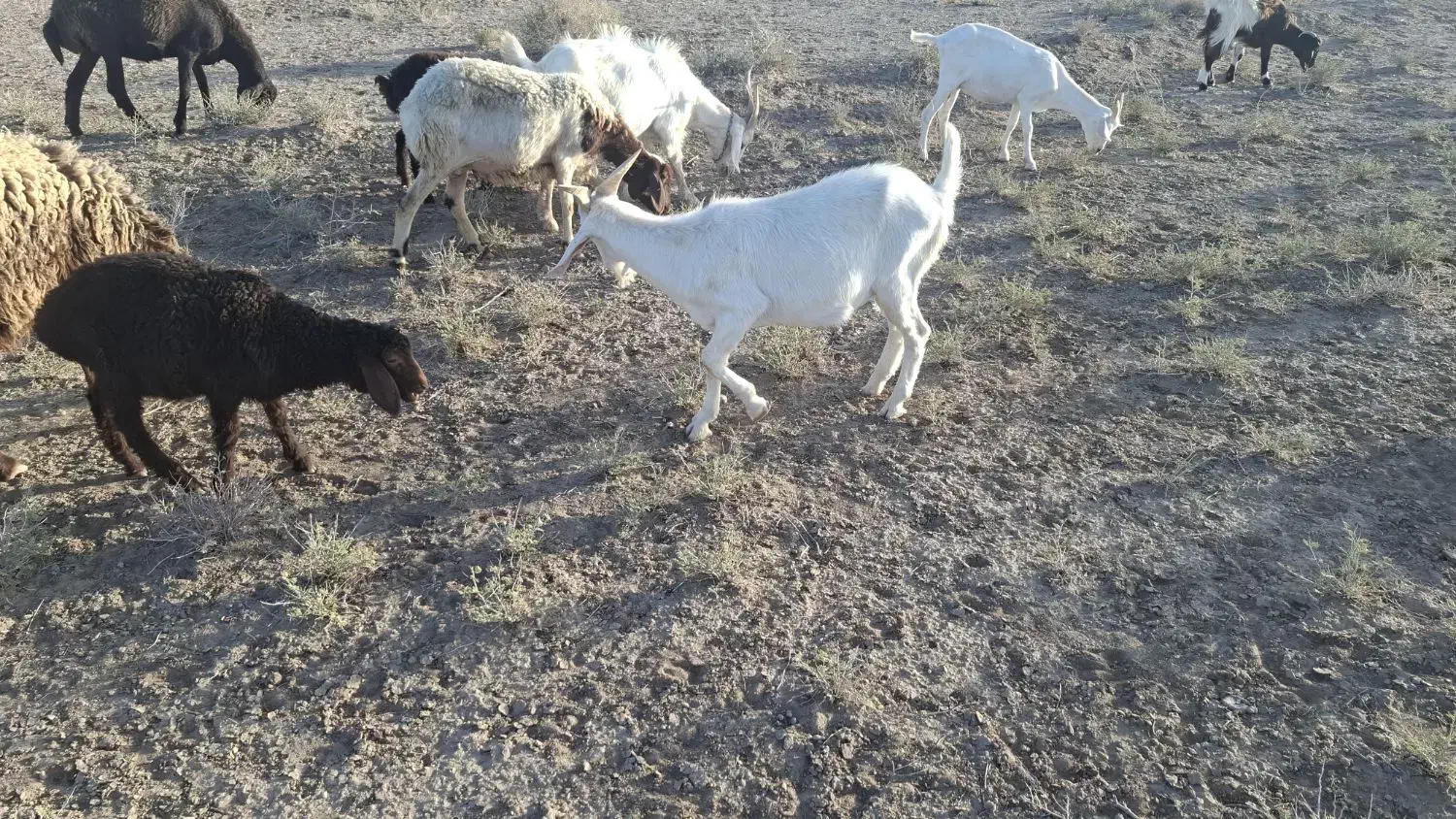 5 رآس بزغاله سانن و پاکستانی|حیوانات مزرعه|سبزوار, قصبه غربی|دیوار