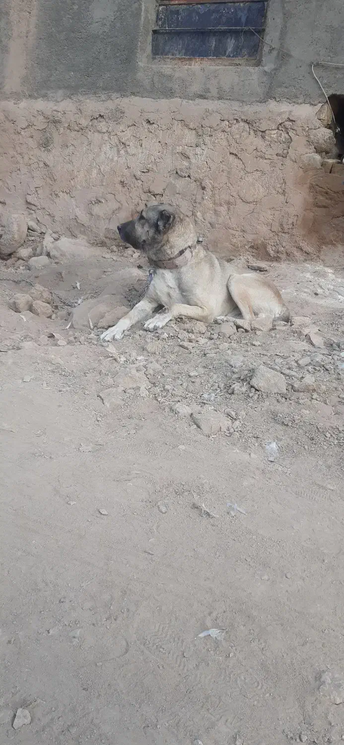 واگذاری سگ سرابی|سگ|تفت, |دیوار