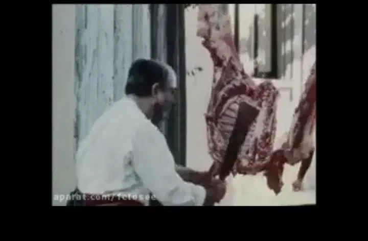 گوسفند.گتوند|حیوانات مزرعه|گتوند, |دیوار