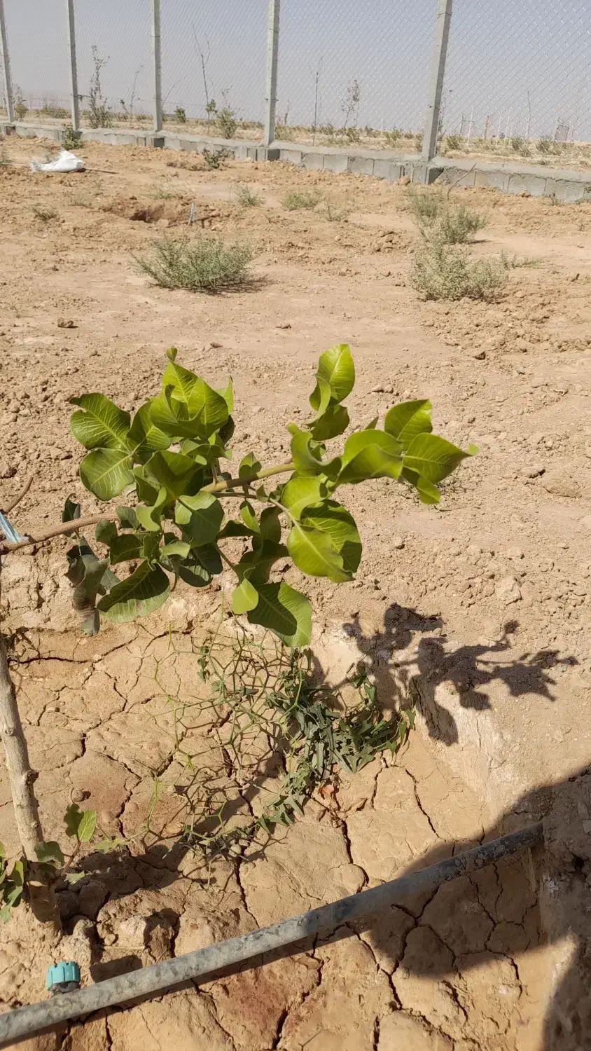 باغ ۱۵۰۰ متری میوه و پسته در گرگاب|فروش دفتر صنعتی، کشاورزی، تجاری|شاهین‌شهر, گرگاب|دیوار