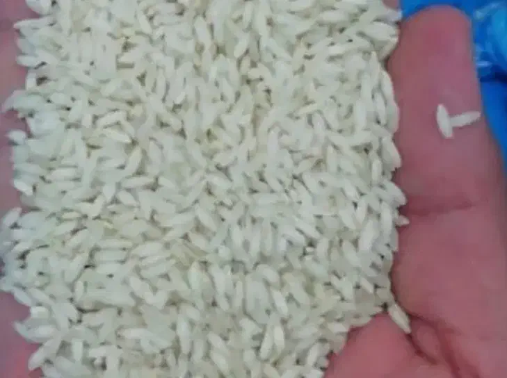 خرید مستقیم برنج عنبر  تازه برداشت|عمده‌فروشی|فردیس, خیام شرقی|دیوار