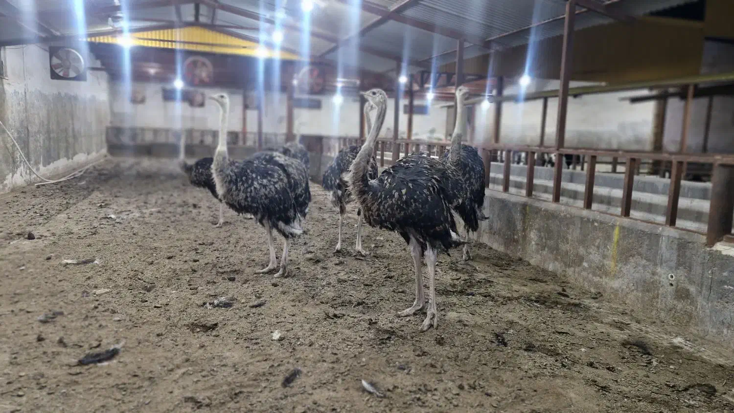 شترمرغ|حیوانات مزرعه|زرندیه, |دیوار