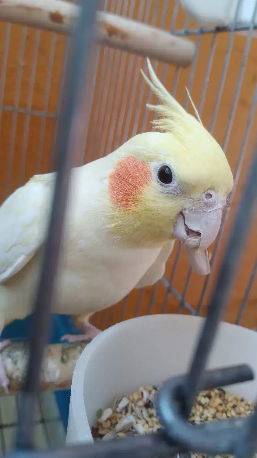 عروس هلندی|پرنده|پاکدشت, پاکدشت (مامازند)|دیوار