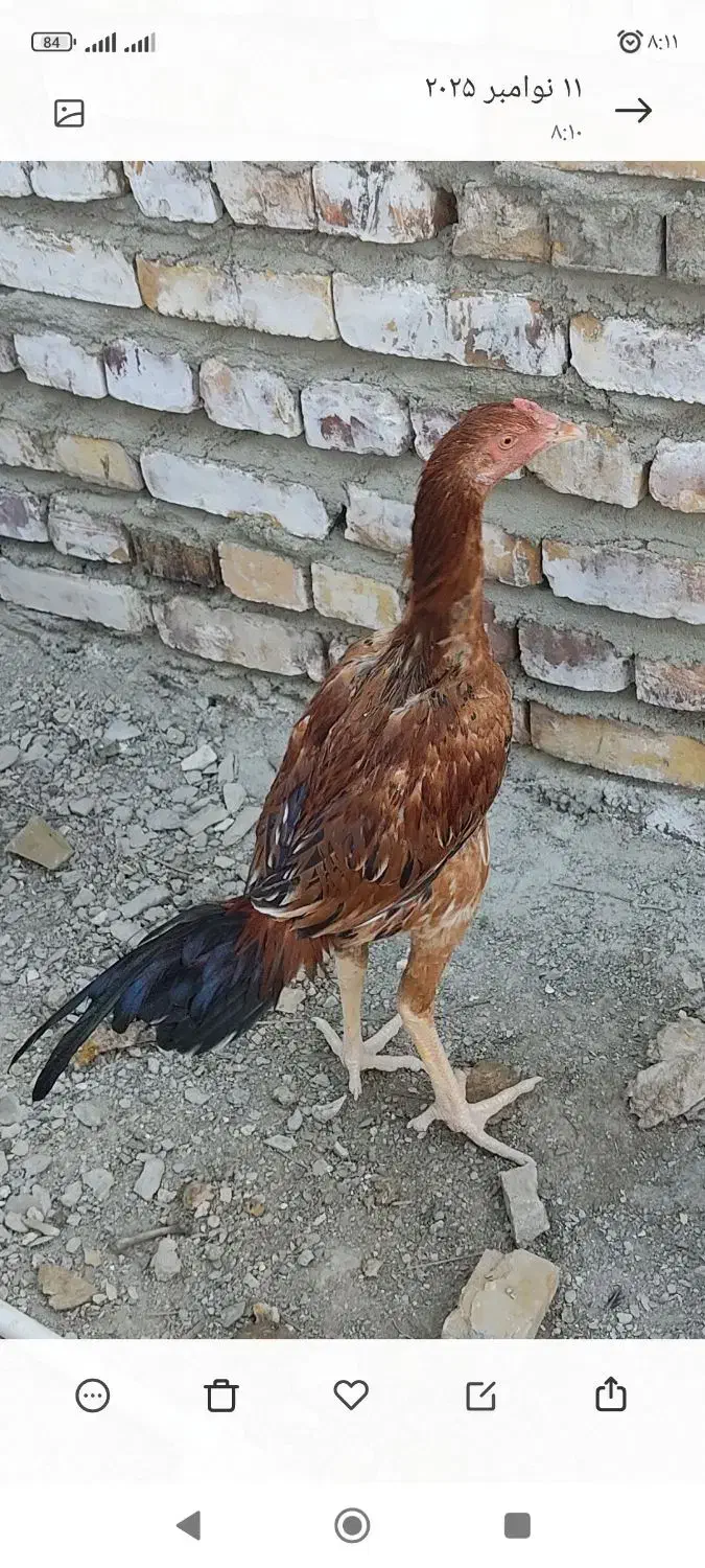 خروس لاری اصیل جوان|حیوانات مزرعه|سراوان, |دیوار