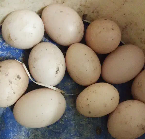 تخم مرغ محلی|خوردنی و آشامیدنی|آمل, |دیوار