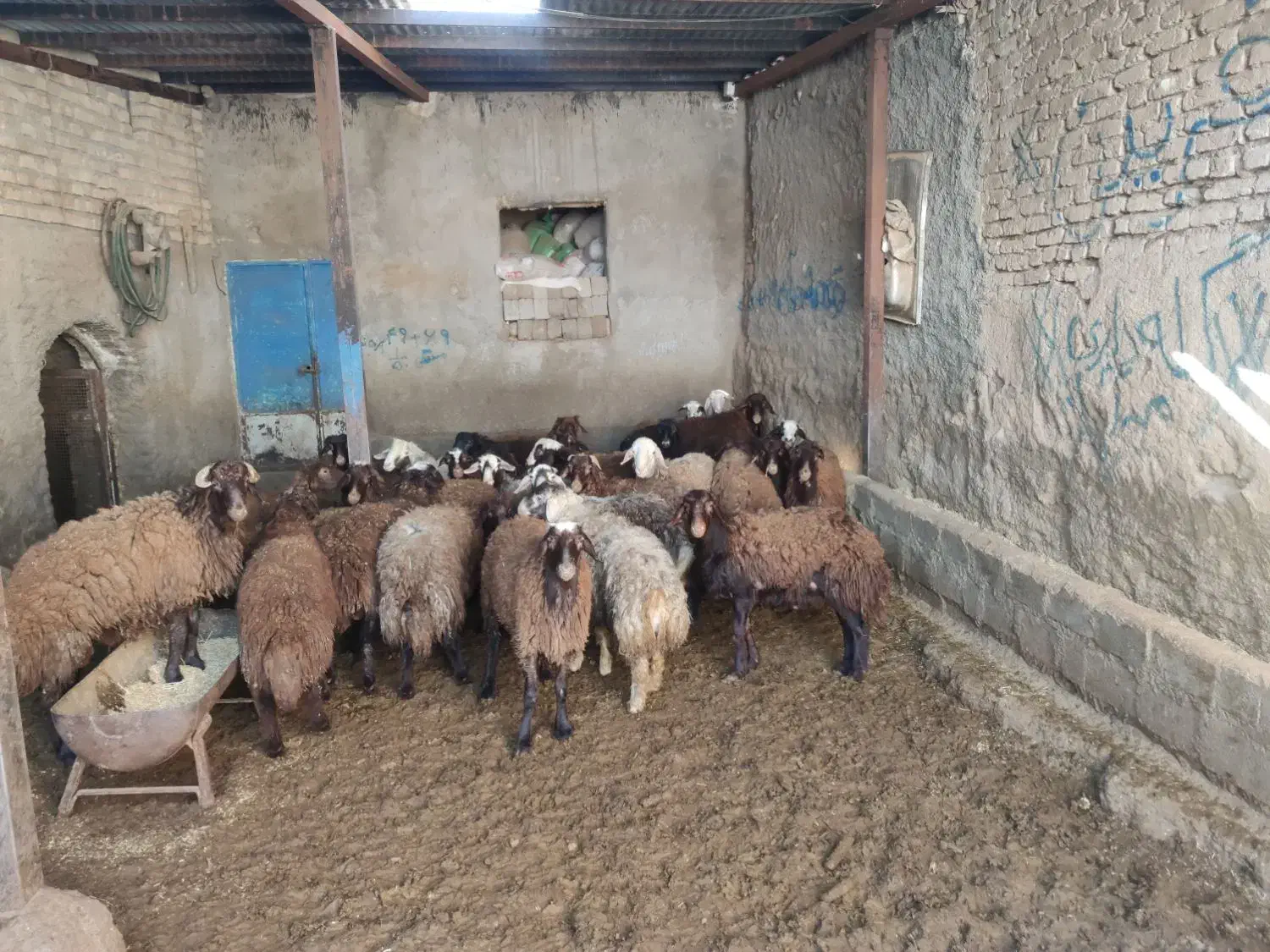 بره نر ماده گوشتی|حیوانات مزرعه|بوئین و میاندشت, |دیوار