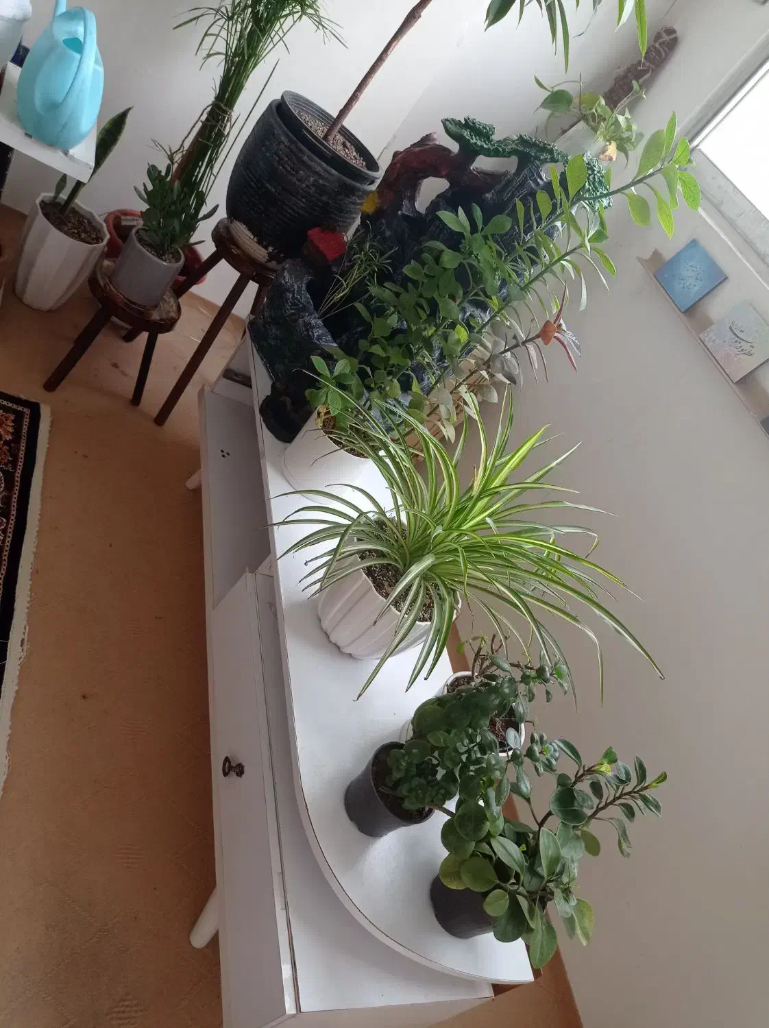 گل های آپارتمانی|گل و گیاه طبیعی|مشهد, یوسفیه (شهرک غرب)|دیوار