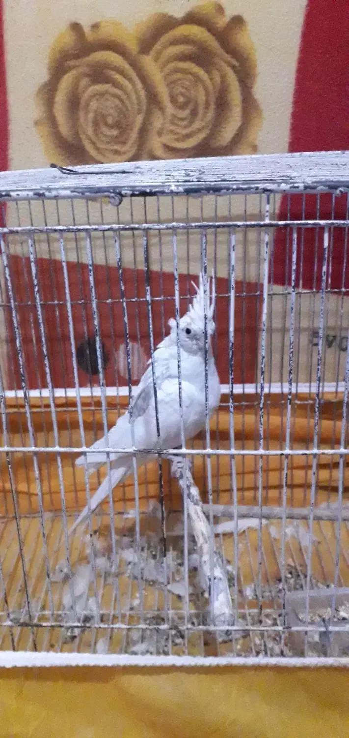 عروس هلندی|پرنده|سیرجان, |دیوار