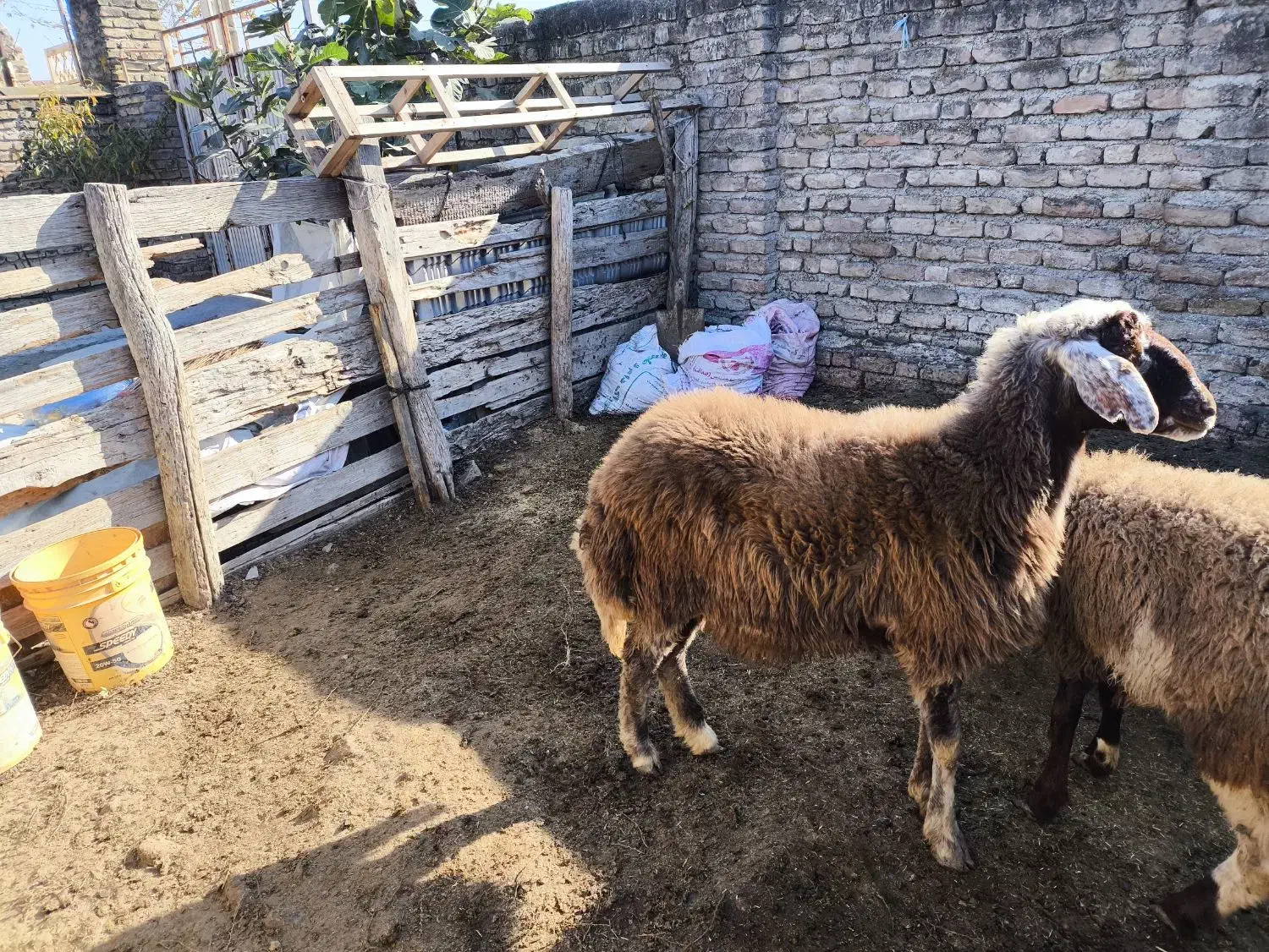 یک عدد توقلی|حیوانات مزرعه|گمیشان, |دیوار