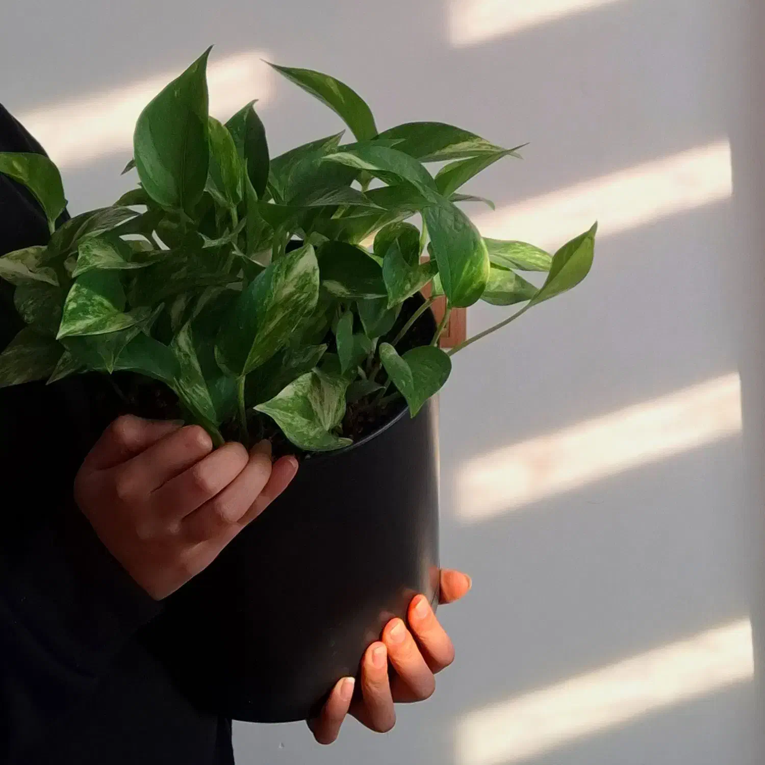 پتوس ابلق هدیه ای مناسب برای روز مادر|گل و گیاه طبیعی|شیروان (خراسان), |دیوار