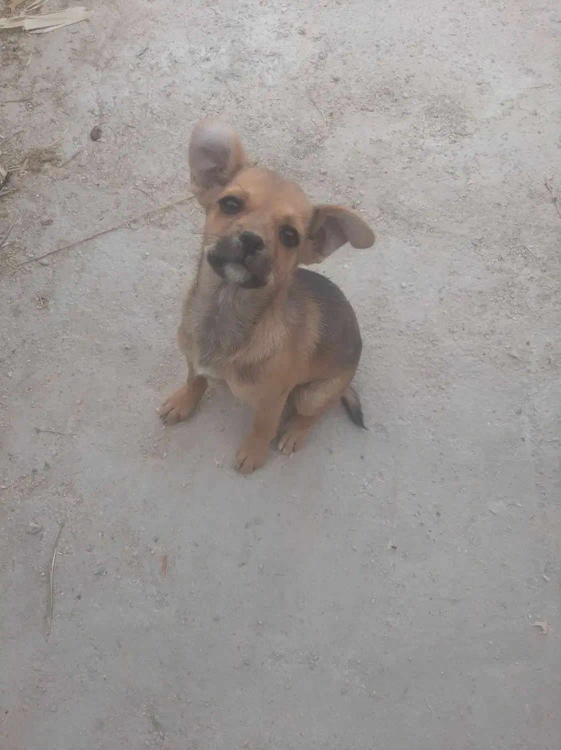 واگذاری فانتزی|سگ|کازرون, |دیوار