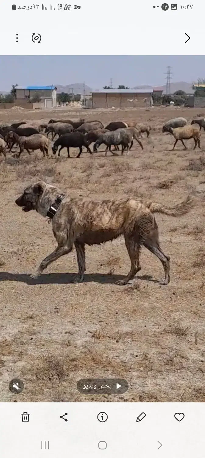 سگ ماده جهت فروش پدر ومادر افغان و سراب|سگ|اراک, |دیوار