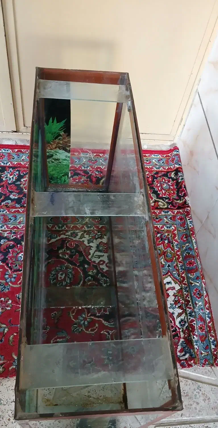 آکواریوم|ماهی|رباطکریم, کیکاور|دیوار