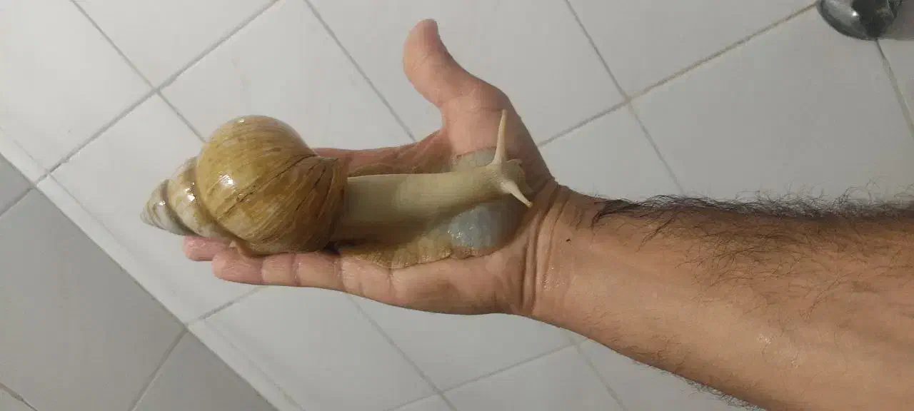 حلزون 100 تومن|خزنده|تهران, خلیج فارس|دیوار