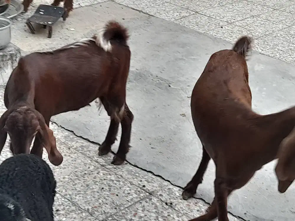 بز ماه با نر|حیوانات مزرعه|بندر ماهشهر, |دیوار