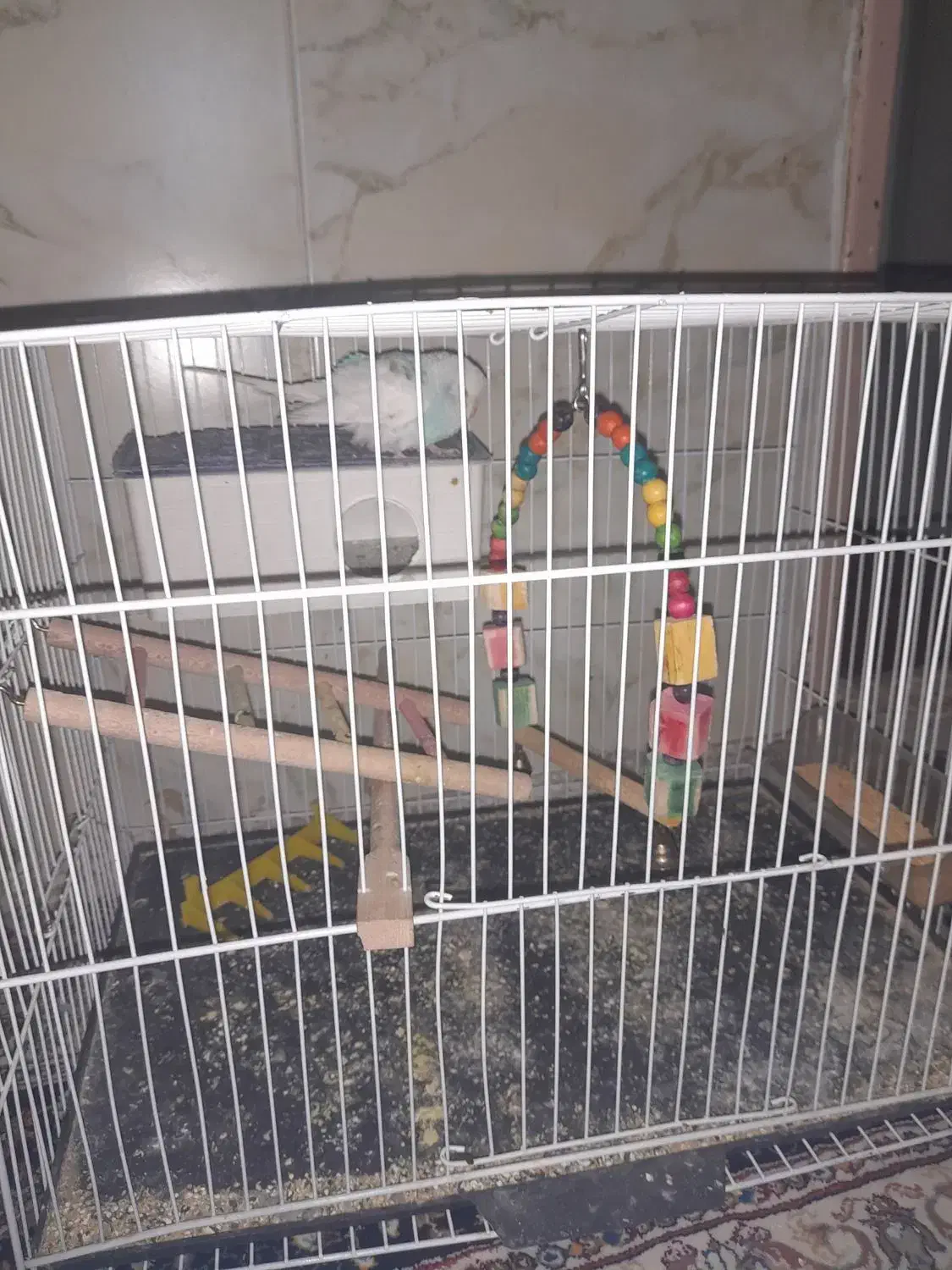 مرغ عشق|پرنده|نیشابور, گنبد سبز|دیوار