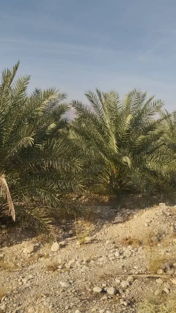 اجاره چاه کشاورزی با ۱۴ هکتار زمین مرغوب|اجارهٔ دفتر صنعتی، کشاورزی، تجاری|شبانکاره, |دیوار