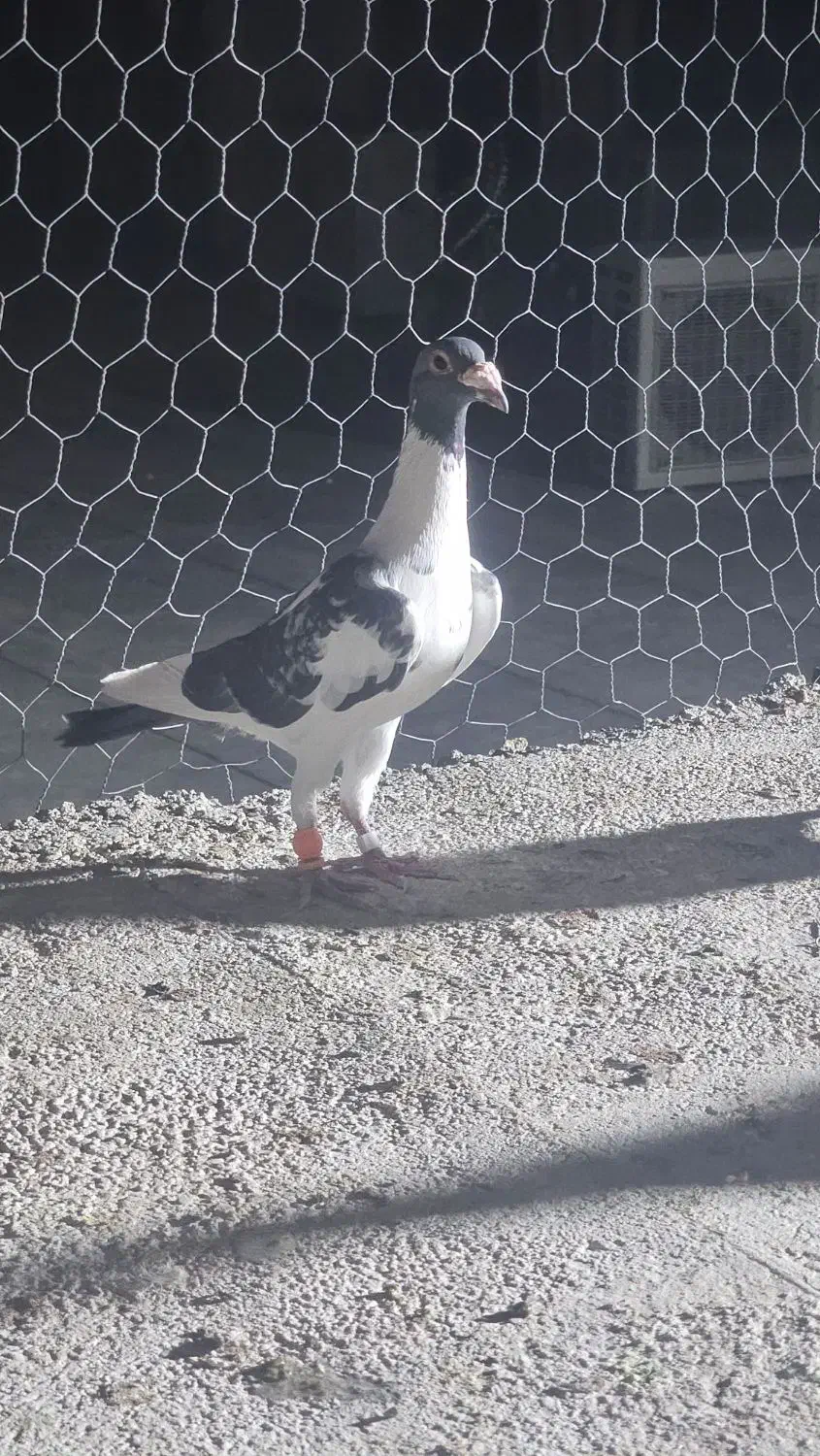 مگس عطیقه و ابلغ مگس بغدادی کفتر خوش استیل|پرنده|ایرانشهر, |دیوار