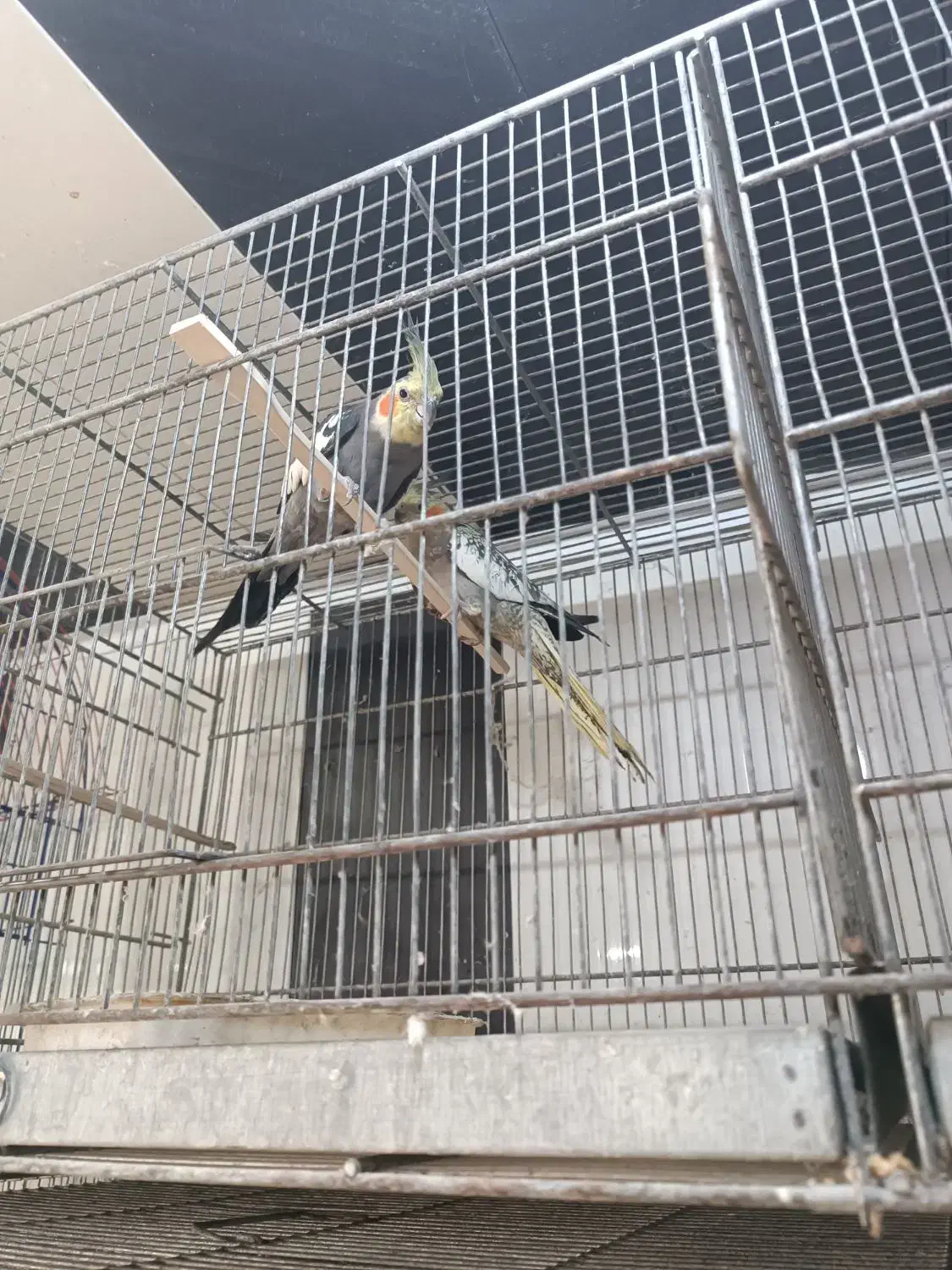 فروش همه نوع طوطی|پرنده|چمران, |دیوار