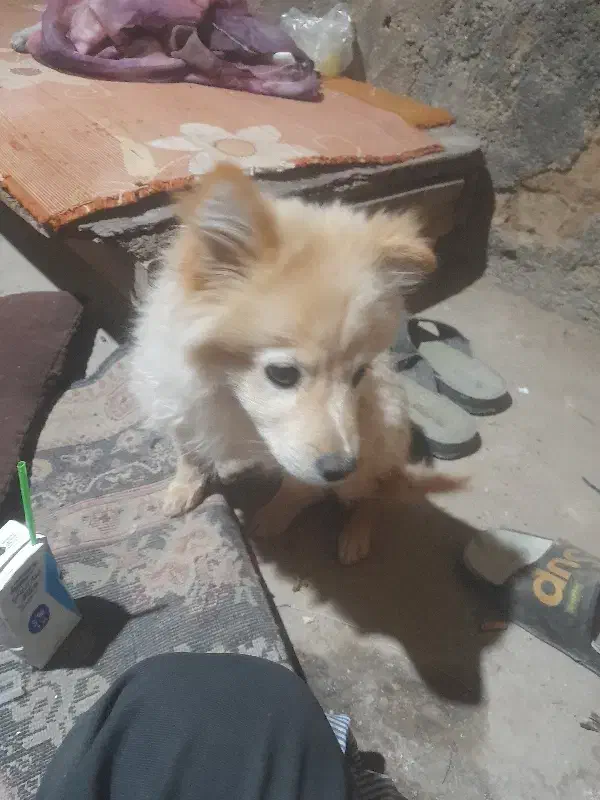 سگ پوز روباهی|سگ|شیراز, شهرک کوشکک|دیوار