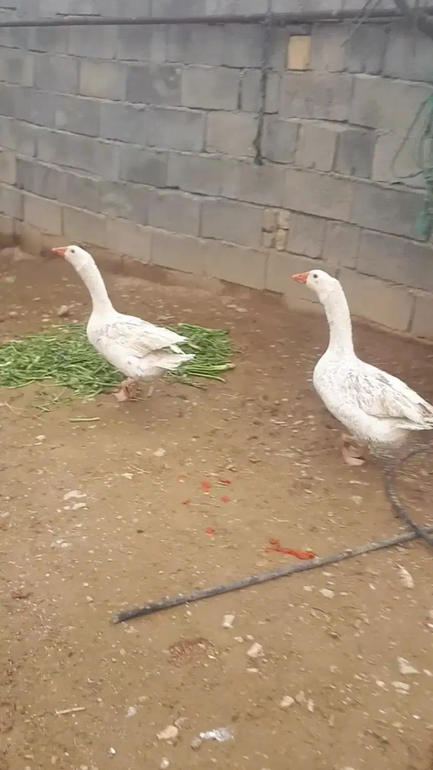 غاز|حیوانات مزرعه|گرمخان, |دیوار