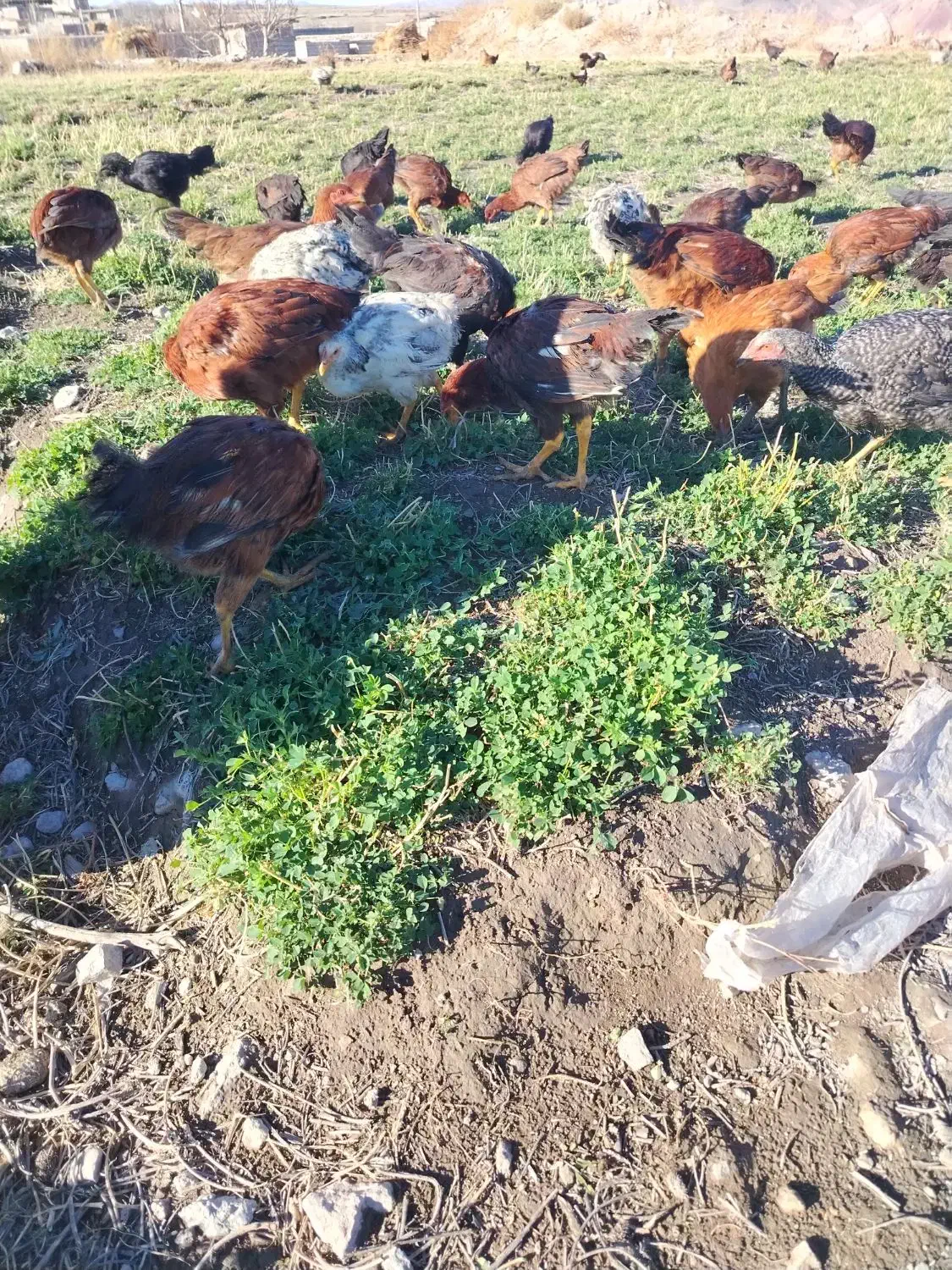 جوجه 6 ماه و 15 روز|حیوانات مزرعه|مشگین شهر, |دیوار