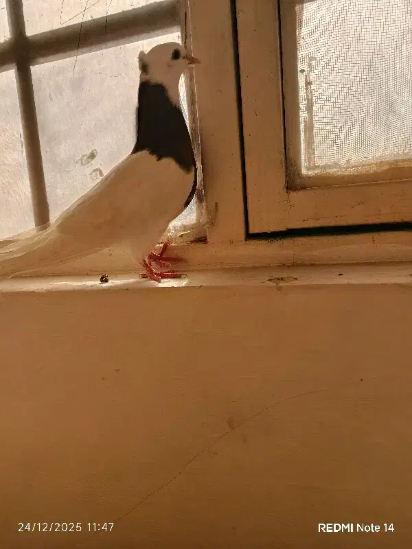 کفتر|پرنده|زاهدان, |دیوار