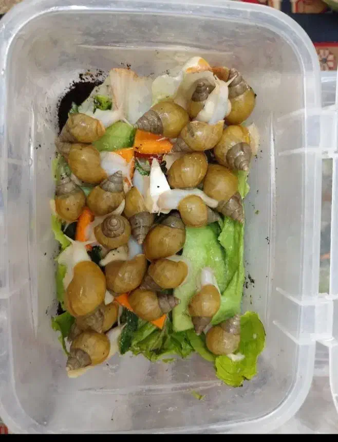 حلزون حراجی|خزنده|شیراز, کرونی(خاتونک)|دیوار