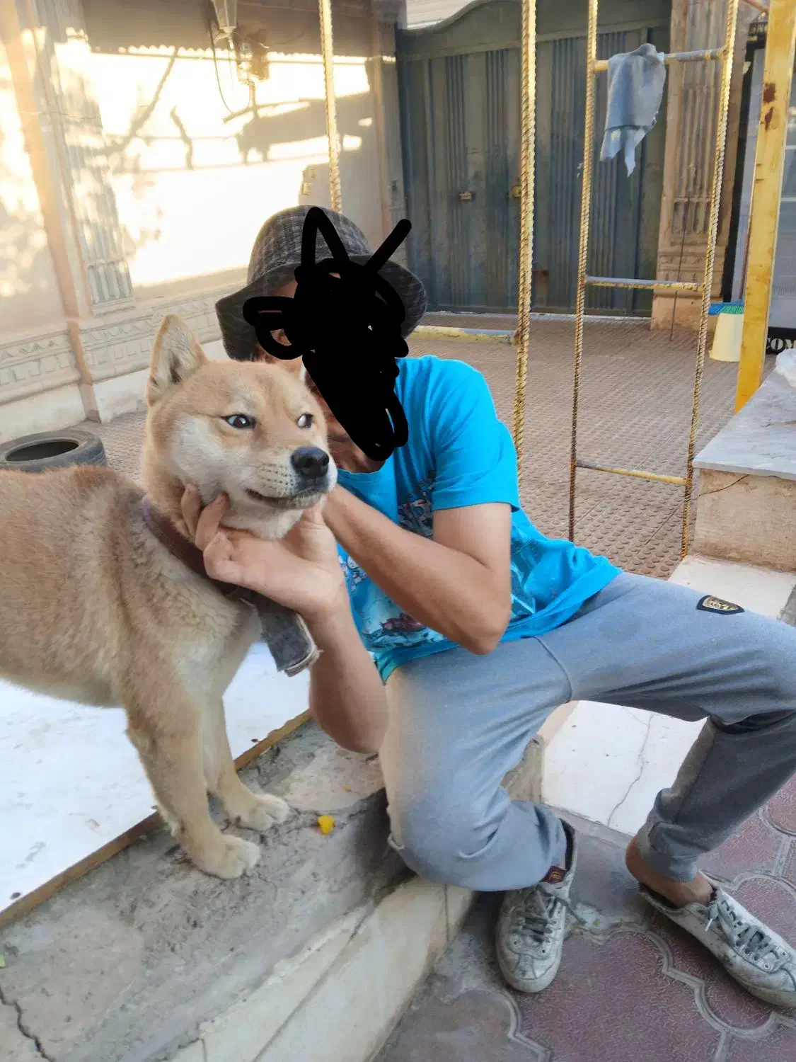 سگهای باهوش معاوضه هم میکنم|سگ|کرمان, |دیوار