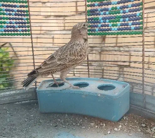 سهره خاکی و سهره قناری|پرنده|شیراز, کوشک میدان|دیوار