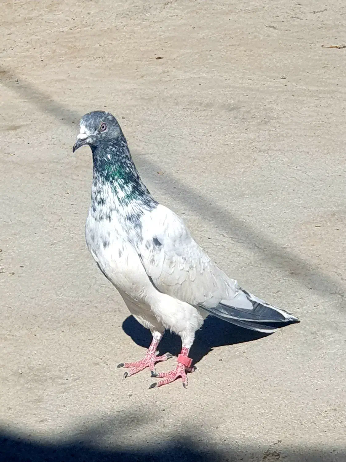 کبوتر فوق زوردار کلاف|پرنده|کرمانشاه, |دیوار