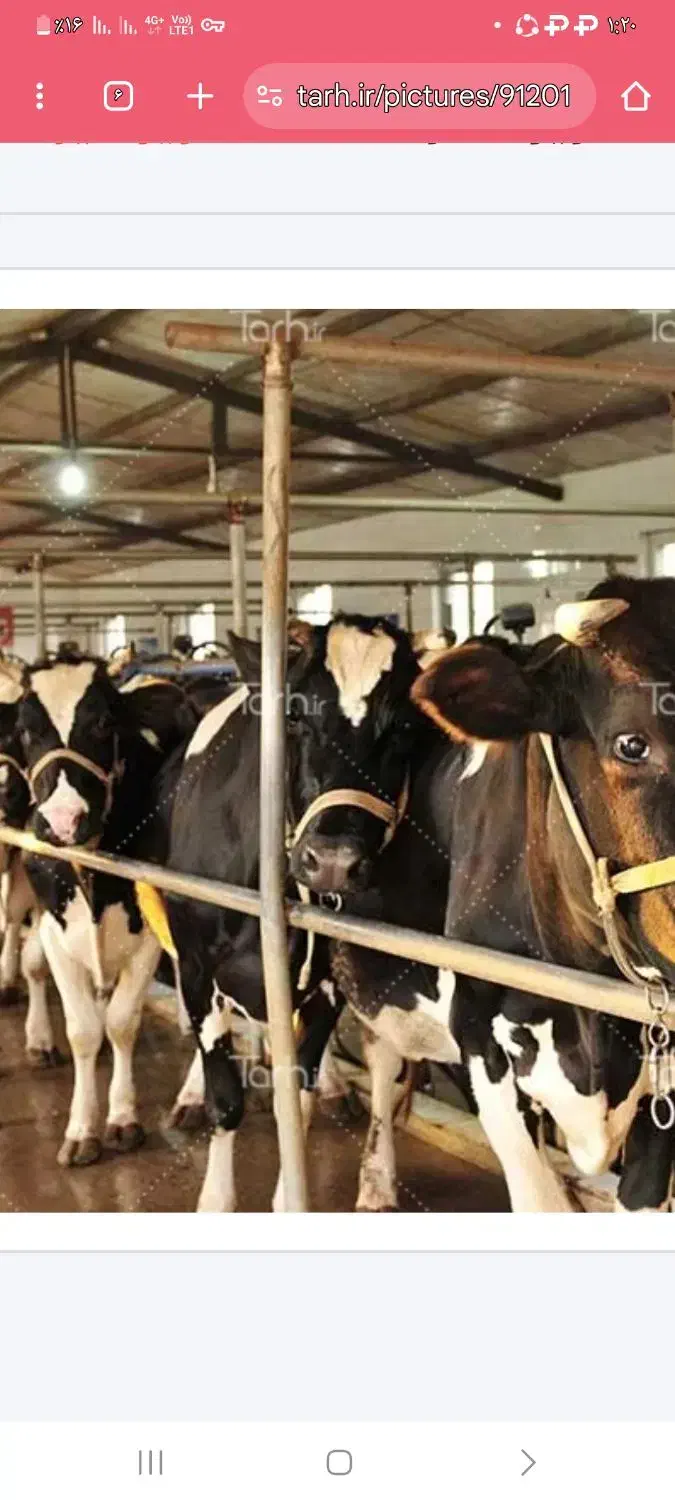 کارگر گاوداری شیری|استخدام صنعتی، فنی، مهندسی|تربت‌حیدریه, پائین ولایت|دیوار